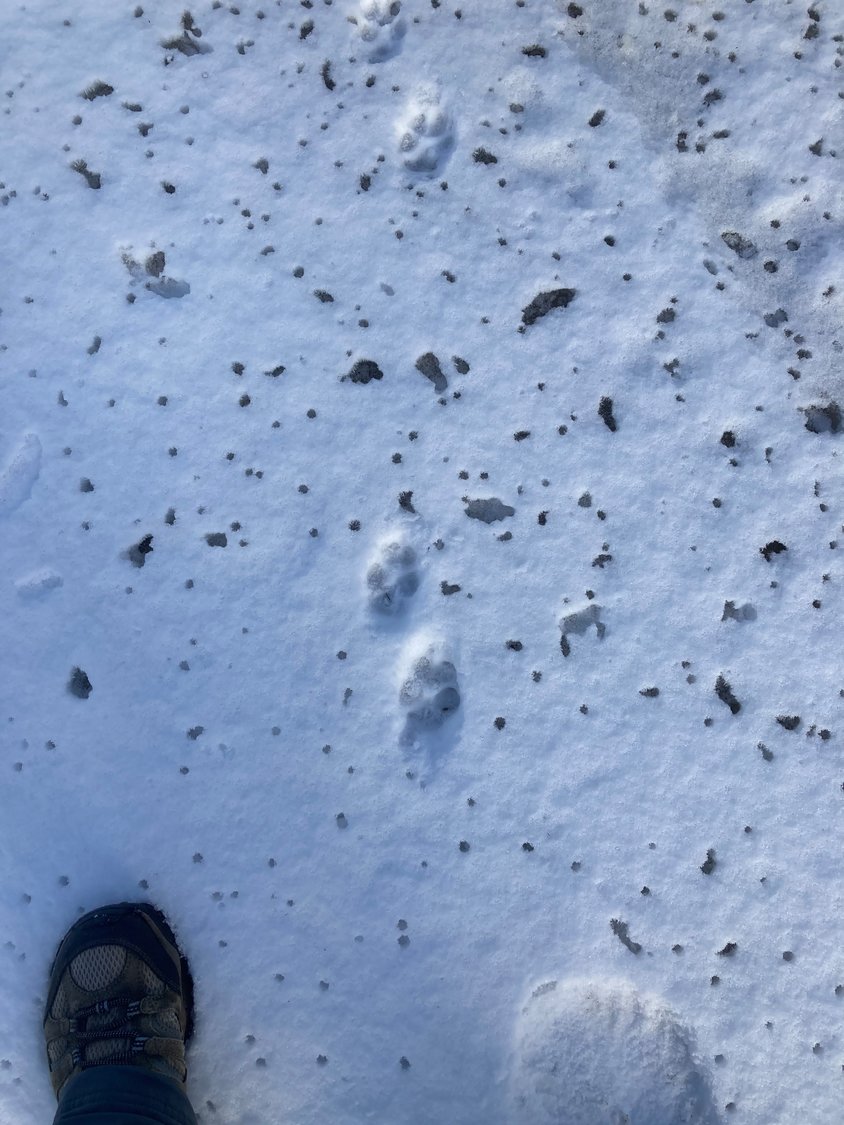 Take time to trek and to observe the tracks of wildlife as they navigate the winter landscape...
